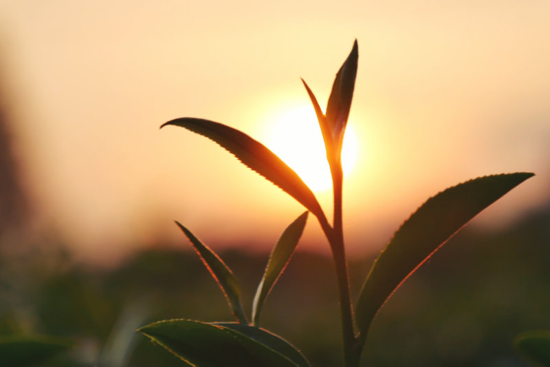 Sunlight Green tea tree plant camellia sinensis in organic farm. Close up Tree green tea